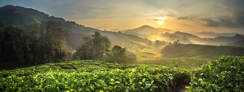 مزارع الشاي بمرتفعات الكاميرون