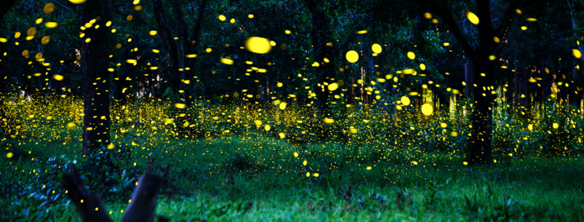 حديقة الفراشات المضيئة سيلانجور ماليزيا