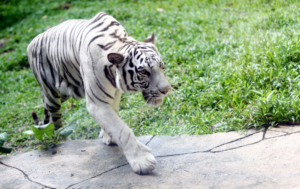 حديقة الحيوانات بـ سن واي لاجون